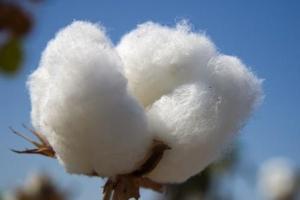 2012-03-12-2.-ulusal-pamuk-zirvesi-urfada-yapilacak