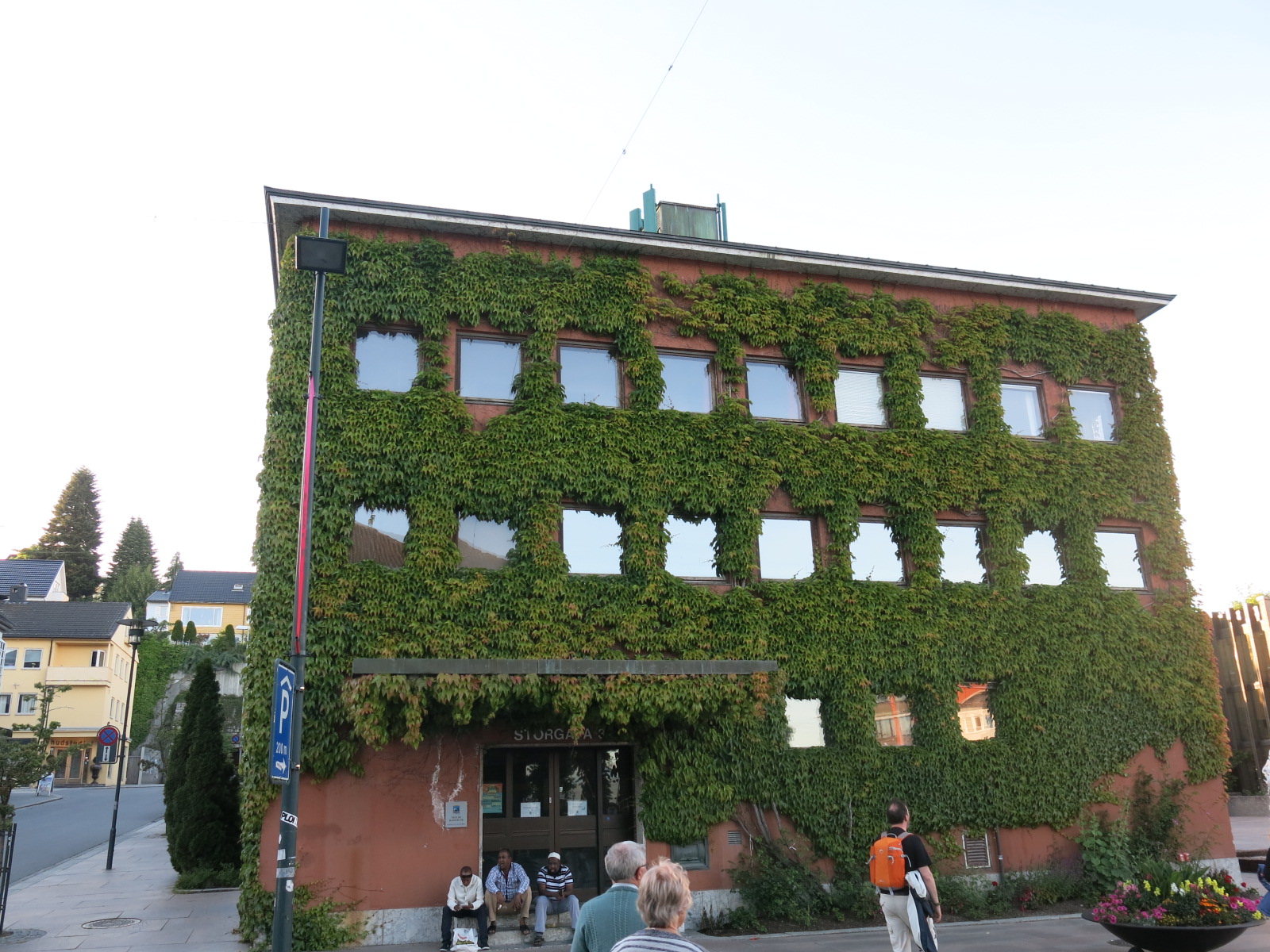 SARMAŞIKLI YAPI MOLDE