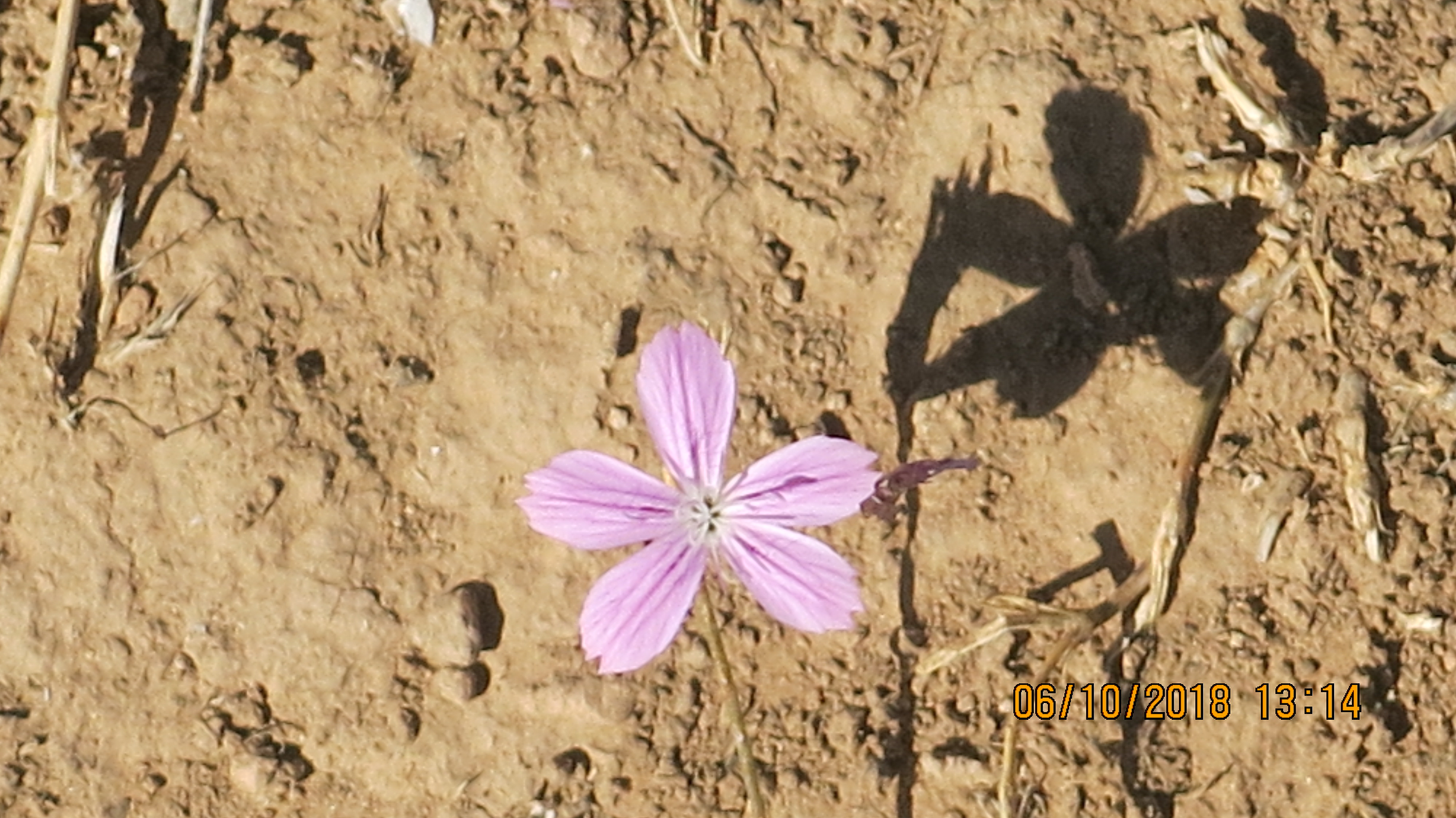 ŞUAYIP ŞEHRİ ÇİÇEK